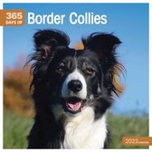 365 Days Border Collie Kalender 2022