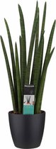 Hellogreen Kamerplant - Vrouwentong - Sansevieria Cylindrica Rocket - 70 cm - Elho brussels black