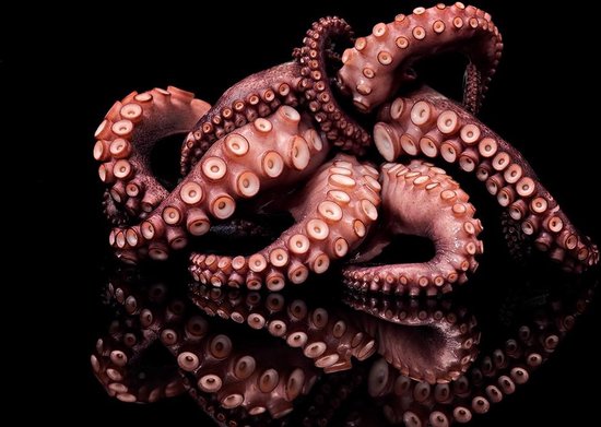 The octopus - Fotokunst op Plexiglas - Incl. blind ophangsysteem en 5 jaar garantie