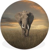 WallCircle - Wandcirkel ⌀ 30 - Olifant - Dieren - Gras - Natuur - Ronde schilderijen woonkamer - Wandbord rond - Muurdecoratie cirkel - Kamer decoratie binnen - Wanddecoratie muurcirkel - Woonaccessoires