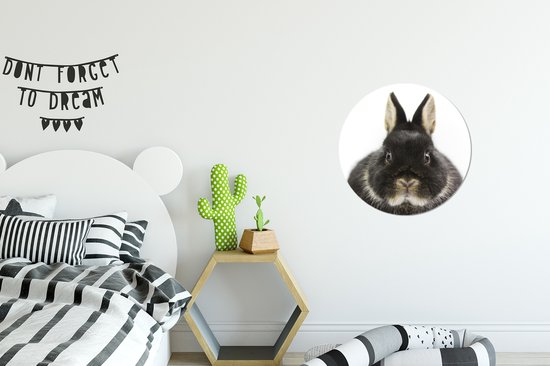 Cercle mural - Cercle mural - Lapin - Animaux domestiques - Fourrure - Aluminium - Dibond - ⌀ 30 cm - Intérieur et Extérieur
