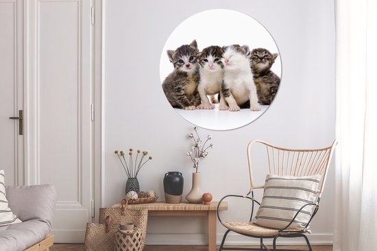 Chat - Animaux domestiques - Fourrure - Portrait