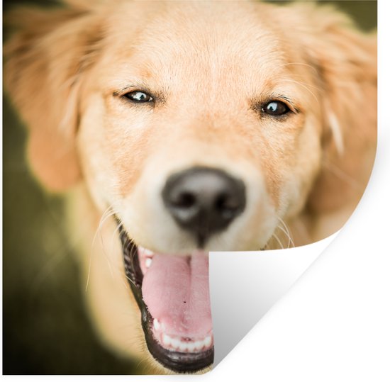 Foto: Muurstickers sticker folie glinstering in de ogen van deze labrador retriever 30x30 cm plakfolie muurstickers kinderkamer zelfklevend behang zelfklevend behangpapier stickerfolie