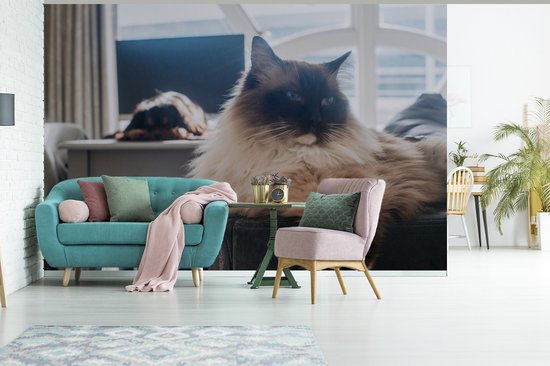 Un chat Ragdoll au repos papier peint photo vinyle largeur 450 cm x hauteur 300 cm - Tirage photo sur papier peint (disponible en 7 tailles)