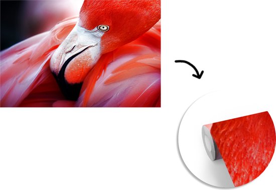 Papier peint photo peint vinyle - Gros plan d'un flamant rose largeur 330 cm x hauteur 220 cm - Tirage photo sur papier peint (disponible en 7 tailles)