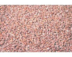 Wielink Tarwe duif 25 kg