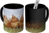 Magische Mok - Foto op Warmte Mokken - Koffiemok - Kippen in het veld - Magic Mok - Beker - 350 ML - Theemok