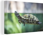 Canvas Schilderij Close-up foto van schildpad - 60x40 cm - Wanddecoratie