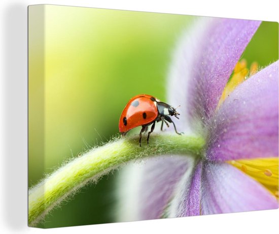 Lieveheersbeestje op een bloem Canvas 120x80 cm - Foto print op Canvas schilderij (Wanddecoratie)