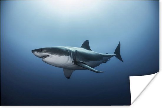 Poster Zijaanzicht grote witte haai - 180x120 cm XXL