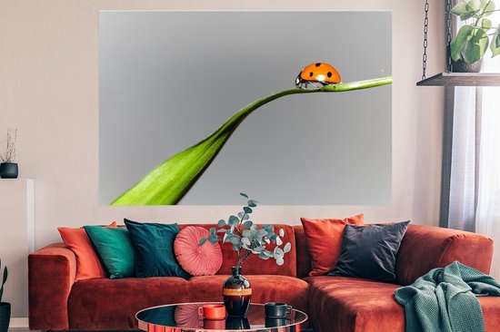 Poster Coccinelle printanière sur herbe 150x75 cm - Tirage photo sur Poster (décoration murale salon / chambre) / Poster Animaux