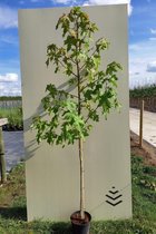 Jonge Amberboom | Liquidambar styraciflua | 100-150cm hoogte