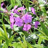 6x Phlox (M) ' Alpha' - Fleur Flamme - Pot 9x9 cm