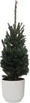 Hellogreen Kamerplant - Echte Kleine Kerstboom - Picea Glauca - 70 cm - ELHO Vibes Fold Rond Zijdewit