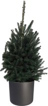 Hellogreen Kamerplant - Echte Kleine Kerstboom - Picea Glauca Super Green - 70 cm - ELHO B.For Soft Rond Antraciet