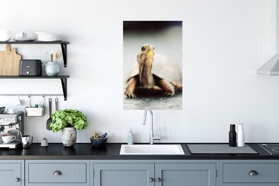 Affiche Gros plan d'une tortue terrestre - 40x60 cm