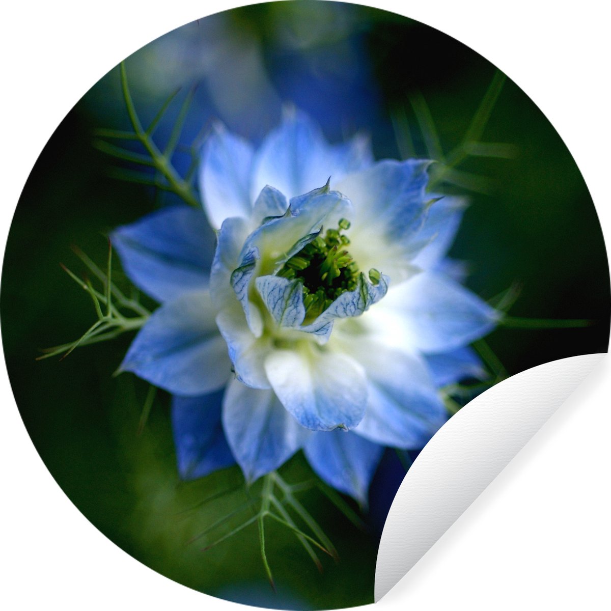 WallCircle® - Behangcirkel 120x120 cm - Muurstickers Een kleurrijke nigella plant - Muurcirkel woonkamer - Wandcirkel slaapkamer - Kamer decoratie zelfklevend - Muurdecoratie accessoires XXL