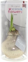 Wax Amaryllis Glitterz® Champagne IN KOKER