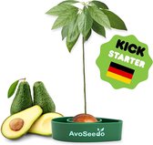 Kweekset eigen avocadoboom - duurzaam project
