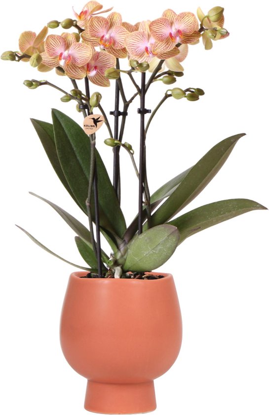 Kolibri Orchids | Oranje Phalaenopsis Orchidee – Jamaica + Scandic Sierpot Terracotta – Potmaat Ø9Cm – 40Cm Hoog | Bloeiende Kamerplant In Bloempot - Vers Van De Kweker
