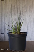 10 stuk(s) | Pijpenstrootje 'Moorhexe' Pot 20-25 cm - Bladverliezend - Bloeiende plant - Groeit opgaand - Weinig onderhoud