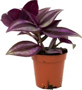 Tradescantia "Purple Heart"  Ø6cm  Pendula  Duimplant  Spinkruid