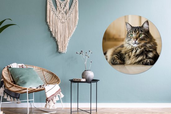 Assiette en plastique cercle mural chat Maine Coon rayé noir et marron ⌀ 90 cm - impression photo sur cercle mural / cercle vivant (décoration murale)