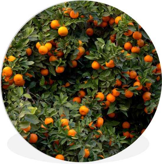 Wall Circle - Wall Circle Indoor - Orange - Arbre - Fruit - 60x60 cm - Décoration murale - Peintures Ronds