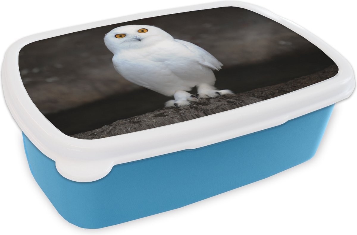 Broodtrommel Blauw - Lunchbox - Brooddoos - Sneeuwuil - 18x12x6 cm - Kinderen - Jongen