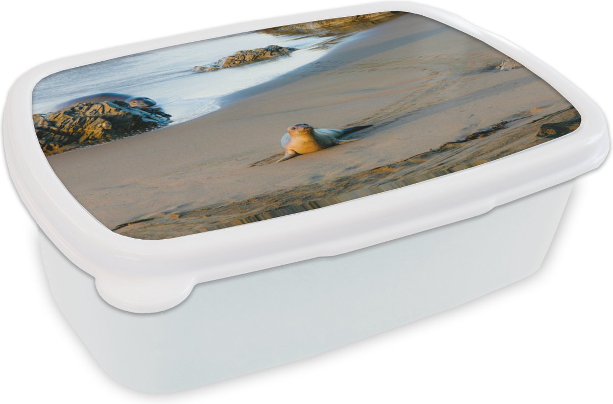 Broodtrommel Wit - Lunchbox - Brooddoos - Dieren - Zeehond - Strand - 18x12x6 cm - Volwassenen