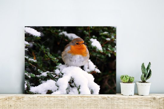 Robin sur une branche vert neigeux Aluminium 40x30 cm - petit - Tirage photo sur aluminium (décoration murale métal)