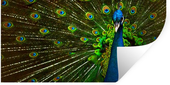 Stickers Stickers muraux - Paon - Ressorts - Motif - Blauw - 160x80 cm - Feuille adhésive