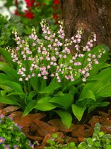15x Lelietje-van-dalen 'Convallaria rosea majalis' - BULBi® Bloembollen met bloeigarantie