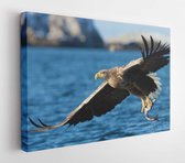 Canvas schilderij - White-tailed sea Eagle (Haliaeetus albicilla), catching a fish, Norway.  -     168741941 - 50*40 Horizontal