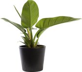 Plant in hydrocultuur systeem van Botanicly: Philodendron imperial Green met weinig onderhoud – in antraciet kleurig hydrocultuur sierpot – Hoogte: 25 cm