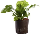 Plant in hydrocultuur systeem van Botanicly: Nestvaren met weinig onderhoud – Hoogte: 30 cm – Asplenium Nidus