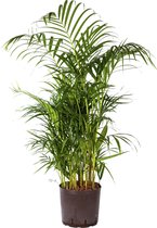 Plant in hydrocultuur systeem van Botanicly: Goudpalm met weinig onderhoud – Hoogte: 85 cm – Areca dypsis lutescens