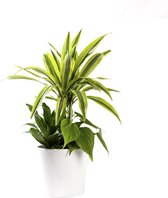 Plant in hydrocultuur systeem van Botanicly: Drakenboom met weinig onderhoud – in wit kleurig hydrocultuur sierpot – Hoogte: 45 cm – Dracaena derem. Lemon Lime