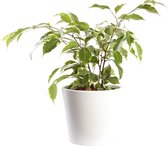 Plant in hydrocultuur systeem van Botanicly: Treurvijg met weinig onderhoud – in wit kleurig hydrocultuur sierpot – Hoogte: 35 cm – Ficus benjamina Golden Princess