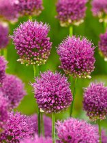 200x Allium 'Sphaerocephalon'  bloembollen met bloeigarantie