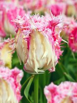30x Tulpen 'Drakensteyn' - BULBi® Bloembollen met bloeigarantie