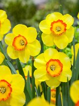 40x Narcissen 'Bantam'  bloembollen met bloeigarantie