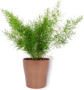 Kamerplant Asparagus Sprengeri – Sierasperge - ± 25cm hoog – 12 cm diameter - in koperen metallic look pot