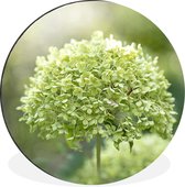 Cercle mural - Cercle mural - Hortensia vert sur fond délavé - Aluminium - ⌀ 60 cm - Intérieur et Extérieur