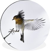 WallCircle - Wandcirkel - Muurcirkel - Close-up vogel - Aluminium - Dibond - ⌀ 90 cm - Binnen en Buiten