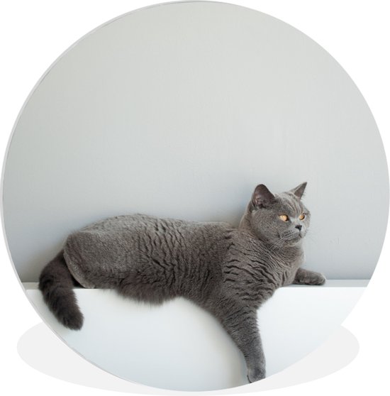 WallCircle - Wandcirkel ⌀ 120 - Kat - Britse Korthaar - Grijs - Meisjes - Kinderen - Jongens - Kids - Ronde schilderijen woonkamer - Wandbord rond - Muurdecoratie cirkel - Kamer decoratie binnen - Wanddecoratie muurcirkel - Woonaccessoires XXL