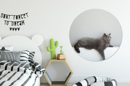 WallCircle - Wandcirkel ⌀ 120 - Kat - Britse Korthaar - Grijs - Meisjes - Kinderen - Jongens - Kids - Ronde schilderijen woonkamer - Wandbord rond - Muurdecoratie cirkel - Kamer decoratie binnen - Wanddecoratie muurcirkel - Woonaccessoires XXL