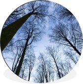 Cercle mural - Cercle mural - Forêt - Arbres - Ciel - Aluminium - ⌀ 30 cm - Intérieur et Extérieur