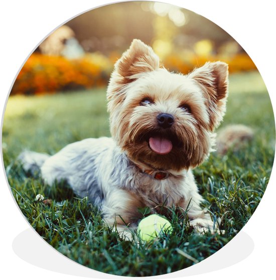 WallCircle - Wandcirkel ⌀ 90 - Yorkshire Terrier liggend in het gras - Ronde schilderijen woonkamer - Wandbord rond - Muurdecoratie cirkel - Kamer decoratie binnen - Wanddecoratie muurcirkel - Woonaccessoires