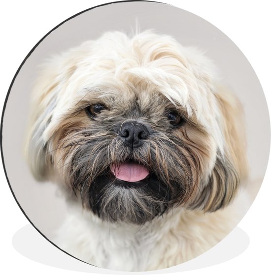 Wandcirkel - Muurcirkel - Portret close up van een Shih Tzu hond - Aluminium - ⌀ - Binnen en Buiten